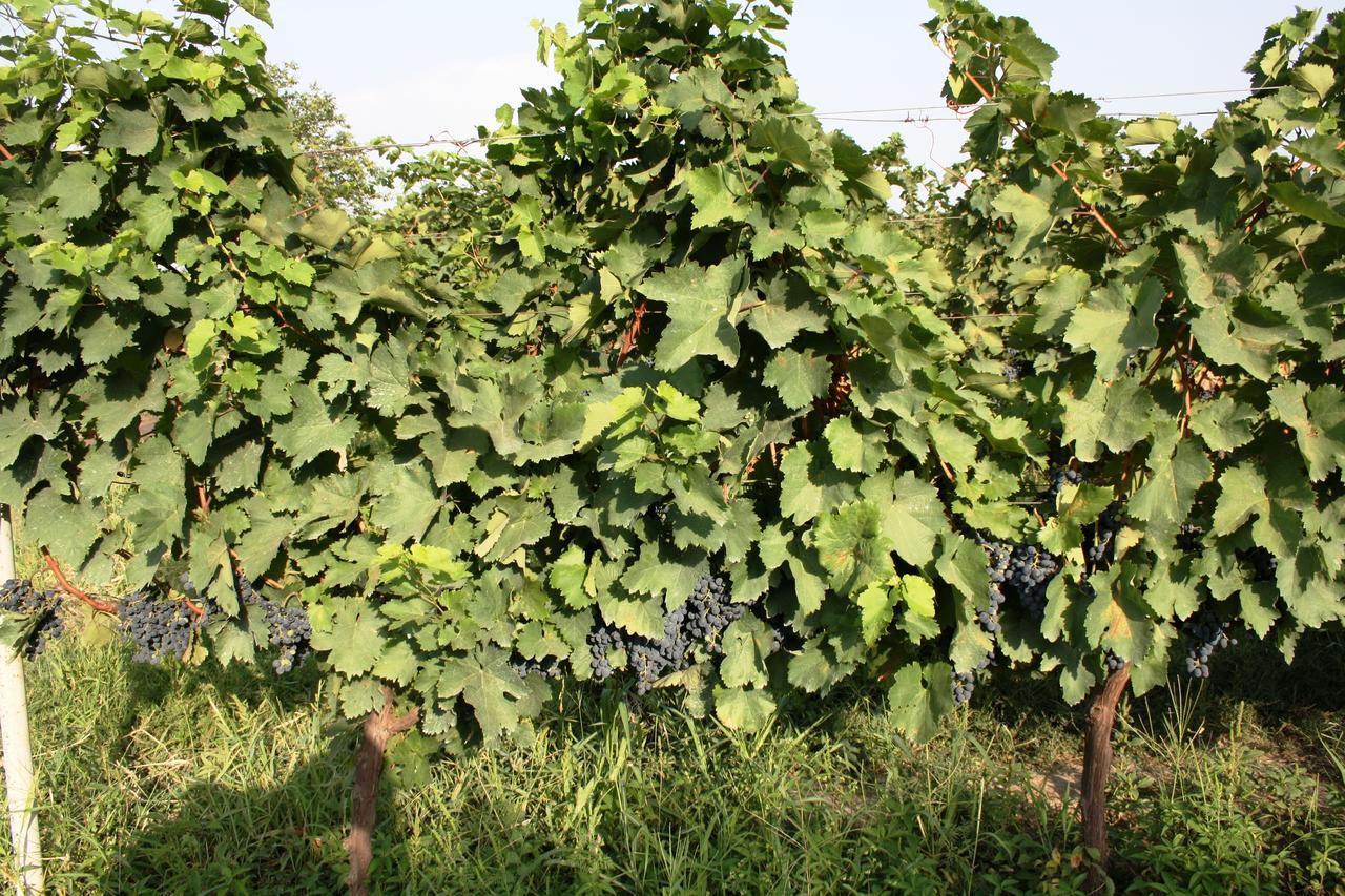 Shaloshvili'S Cellar Hotel Shilda Dış mekan fotoğraf